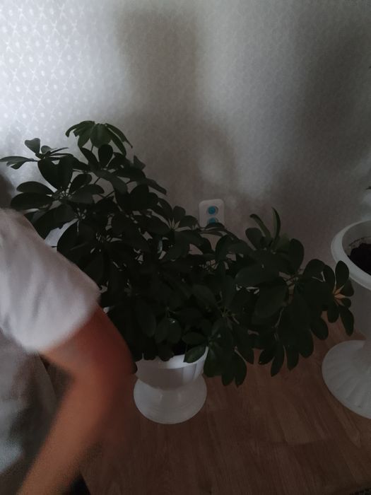 Цветы очень хорошая