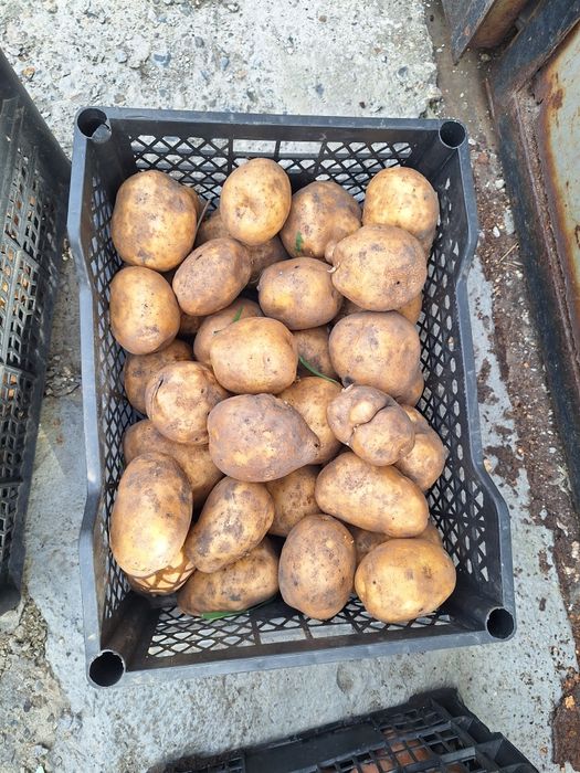 Продам картофель