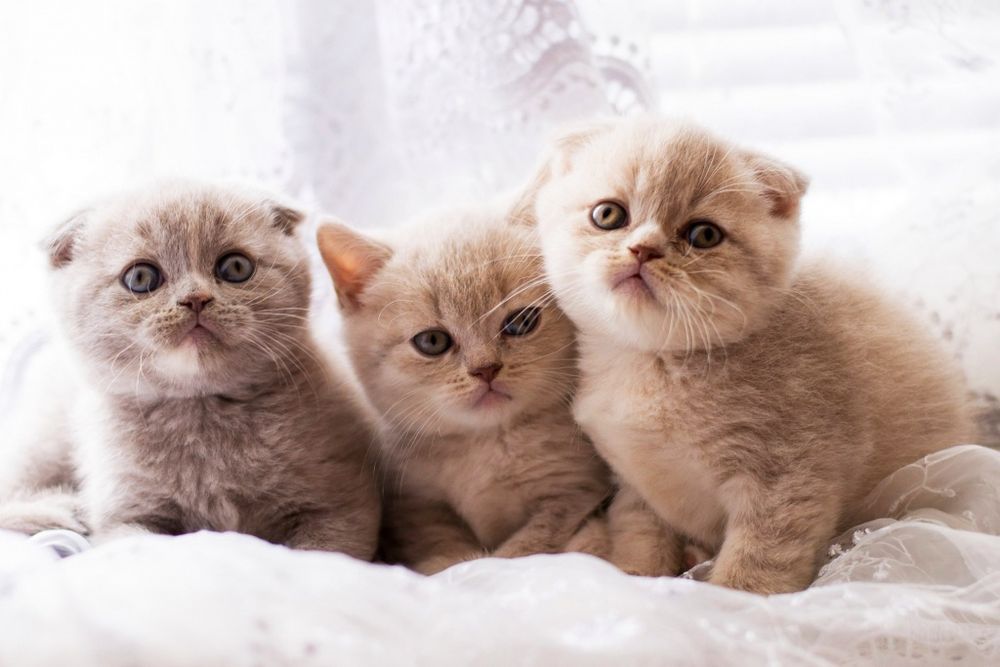 Skotish fold Skotish strayt