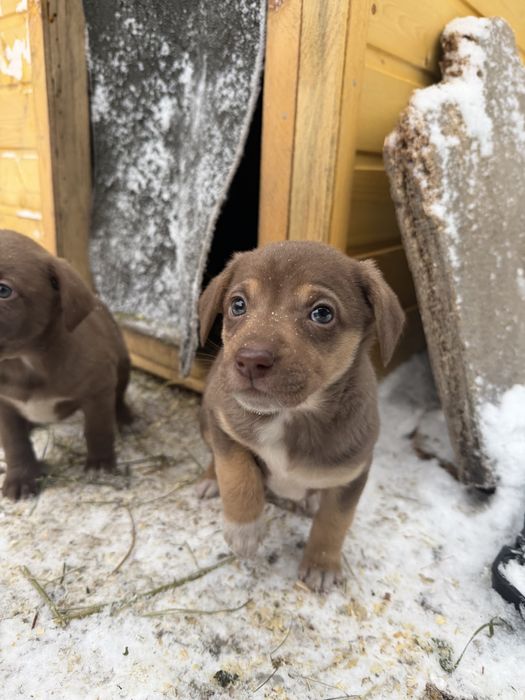 Отдам щенят в добрые руки!