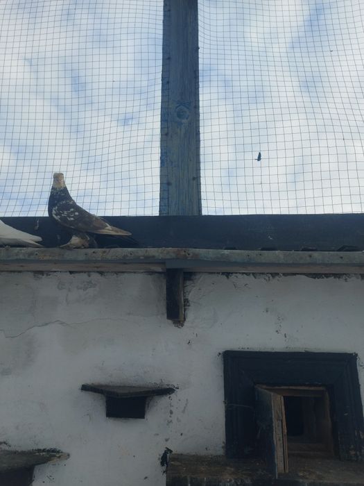 Голуби голубки продажа