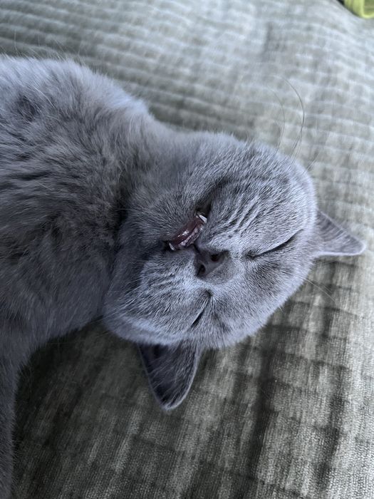 Котенок,британка «описание»