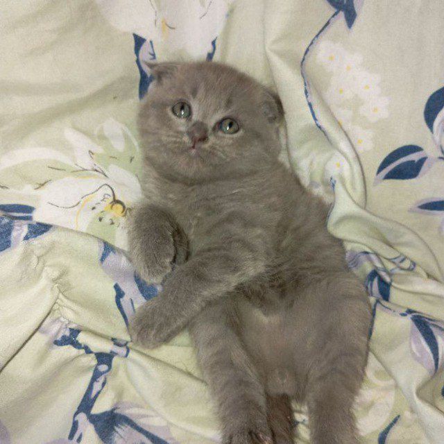 Mushukchalar sotiladi