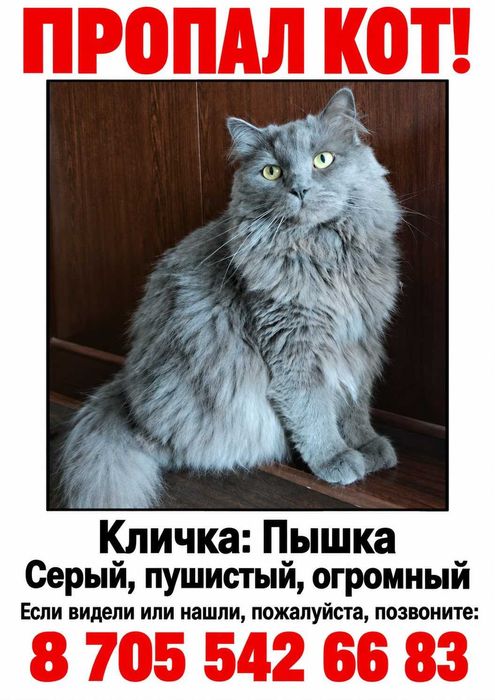 Потерялся кот в районе Стрелки дома 123