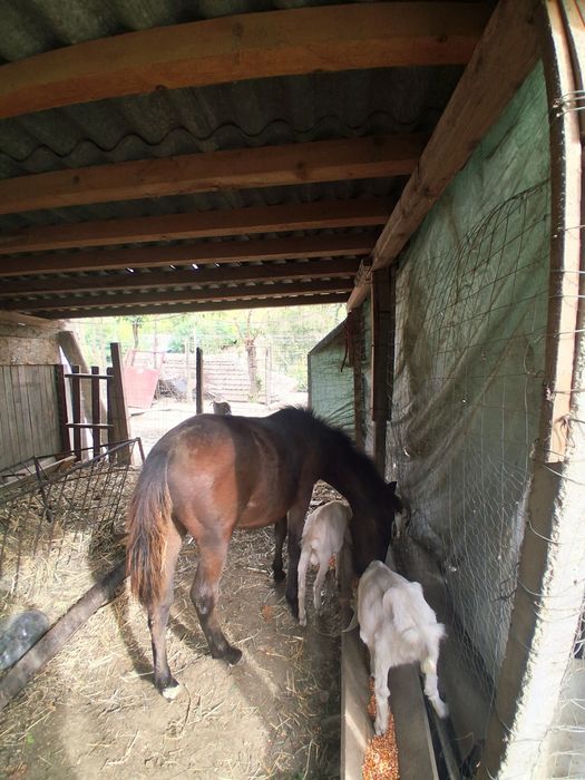 De vânzare un mănz de 5 luni și o cărlanca are undeva la 50 kg 55kg se vinde separat