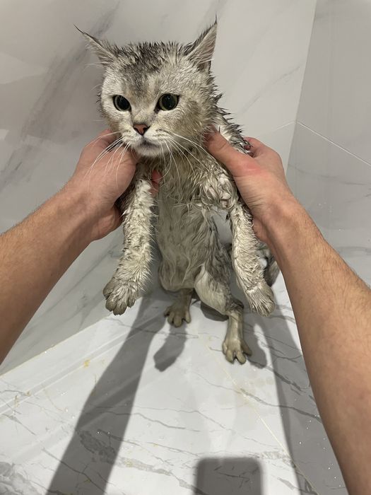 Продается кот, Серибристая Шиншилла