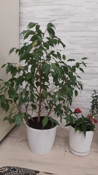 Комнатные декоративные цветы