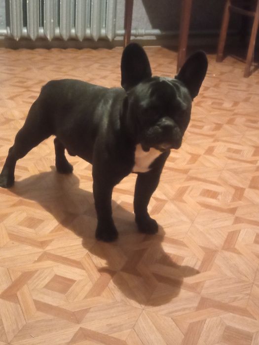 Ищет подруг для вязки