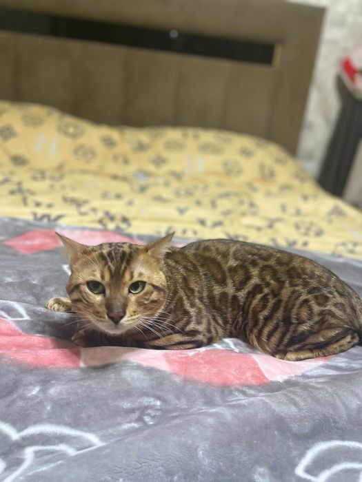 Вязка bengal mushugi