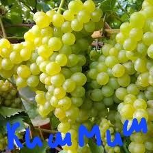 Саженцы винограда