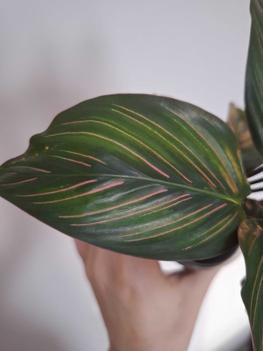 Продам калатею "Бьюти стар"