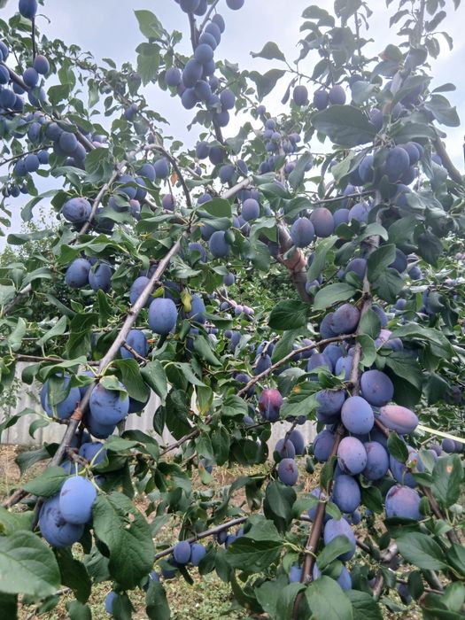 Vand prune 2 lei kg si mere la fel