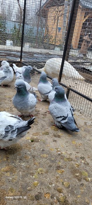 Porumbei standard românesc