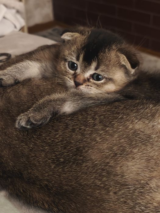 Мушук яши каридганлар ун