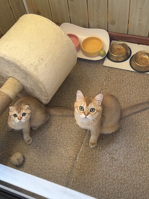 Кошка Британский шиншила