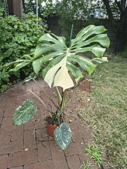 Monstera Thai Constellation