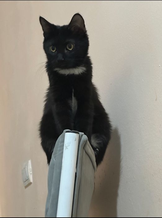 Отдам котика в добрые руки