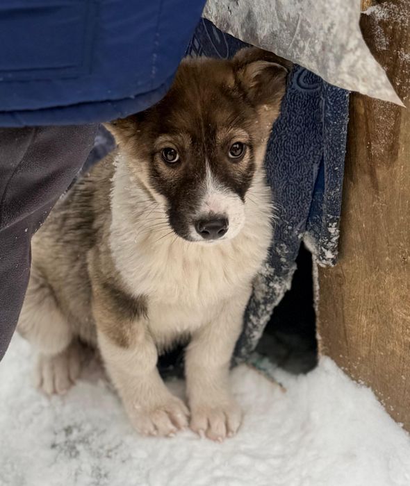 Отдам щенка в добрые руки