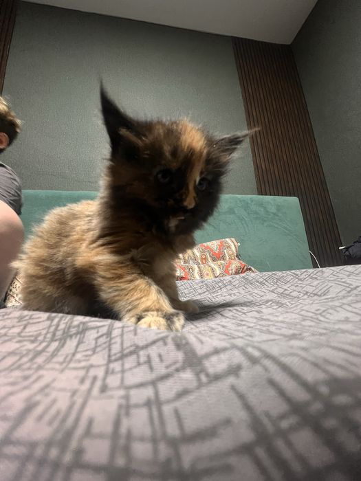 Продам Мейн Куна девочку