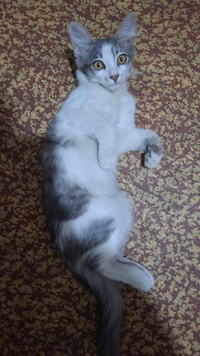 Отдам в хорошие руки котёнка