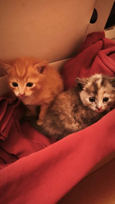 Отдам бесплатно !!!