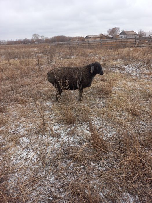 Овца хороши.без ягнёнка