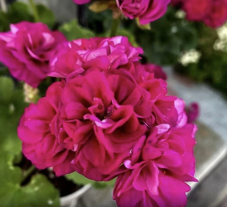 Продам пеларгонию ЮВ 1.21