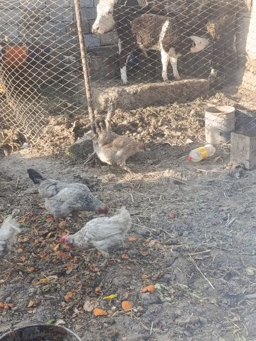 Құрыққа арналған жумырткалар