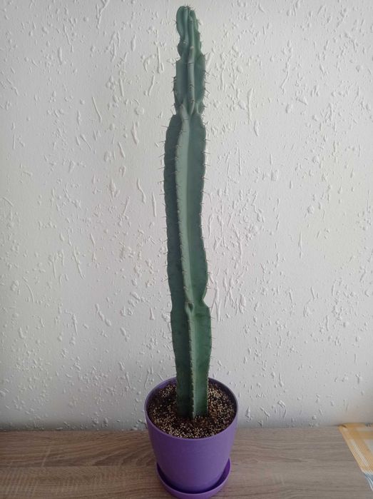 Кактуси Cereus