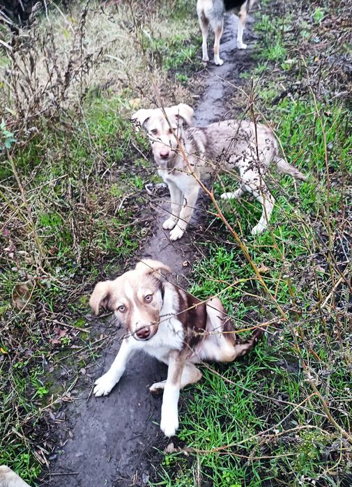 Donez pisici și căței