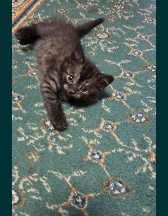Отдам котят в хорошие ручки