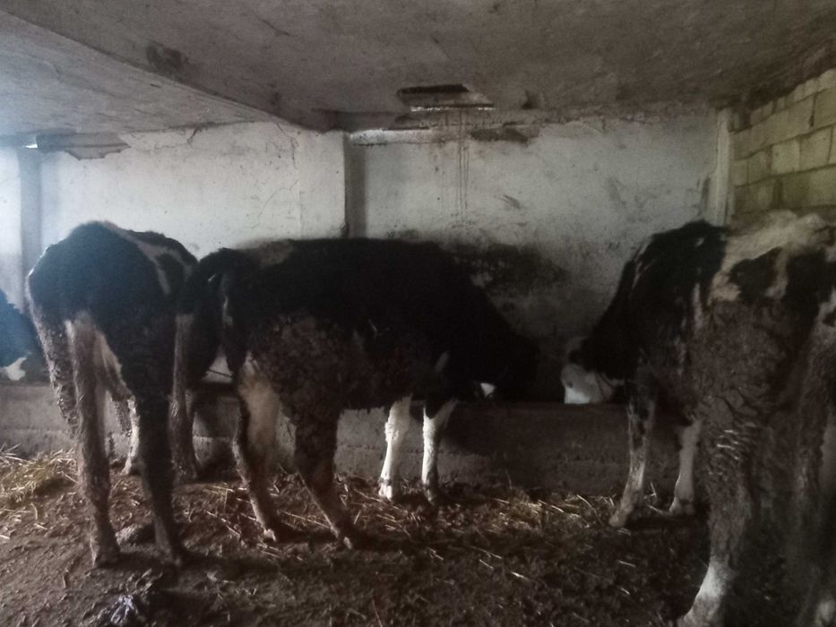 Продавам млади крави бременни