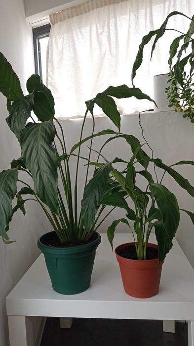 Цветы Спатифилум (Лилия на мира)