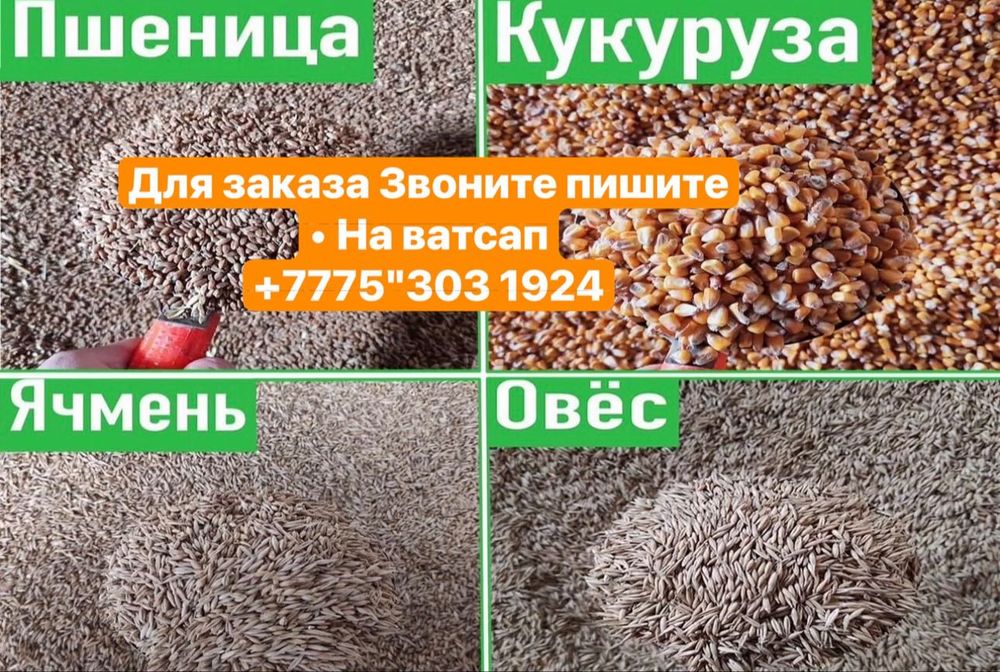 Продам зерно ячмень отруб кукуруза пШеницу…