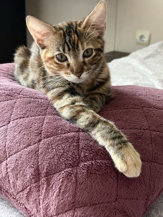 Бенгалско котенце