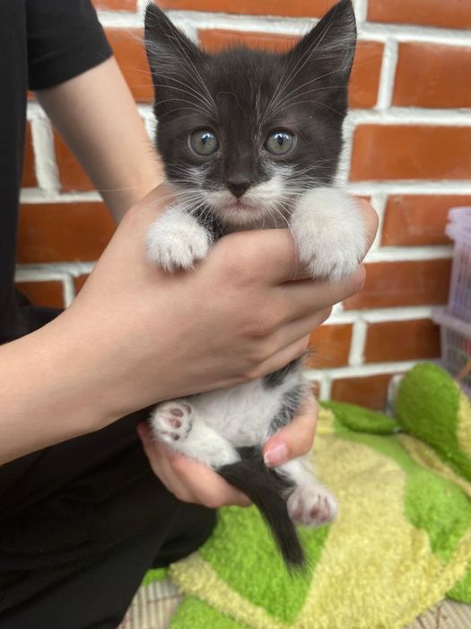 Котята котята бесплатно