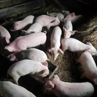 Поросята! Продам поросят