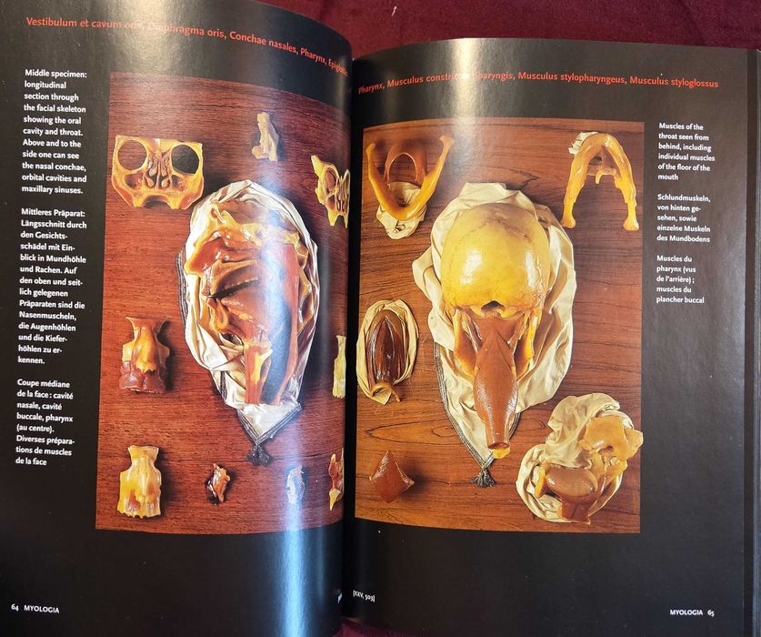 Encyclopaedia Аnatomica