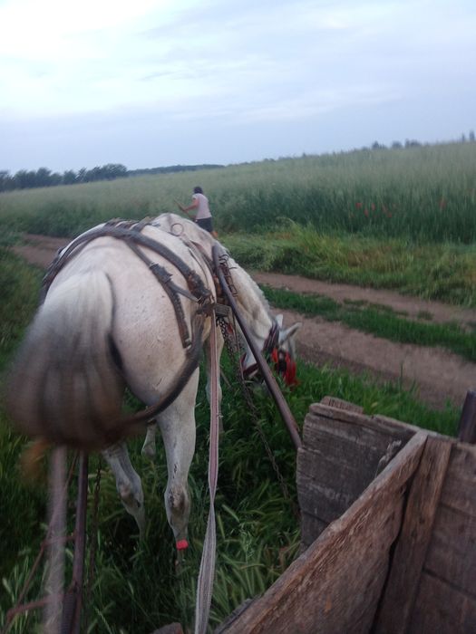 Vand iapa  sura   cuminte nu bate nu musca