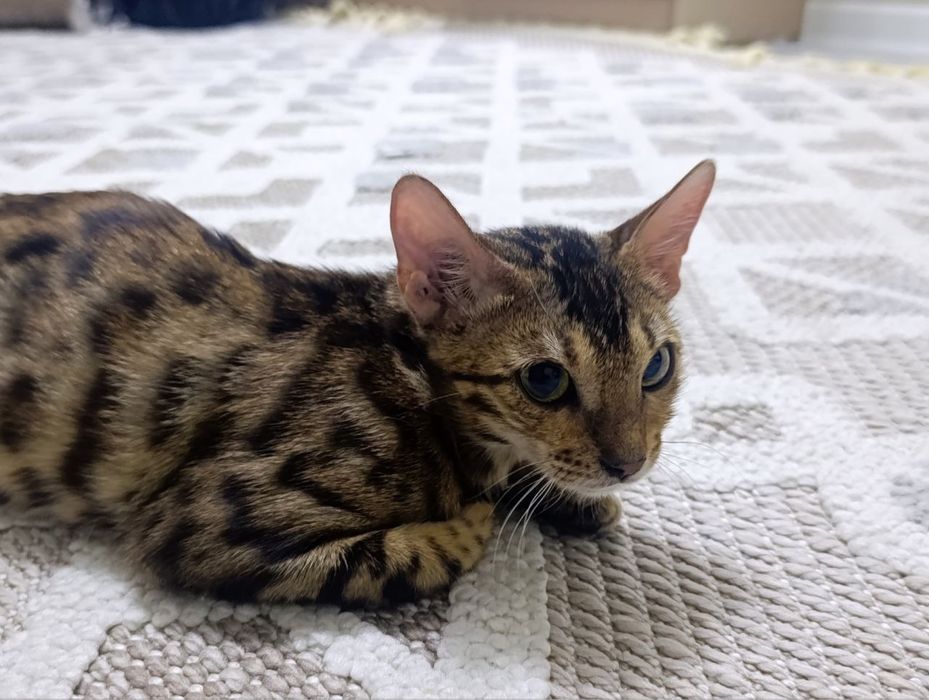 Продам бенгальского котенка