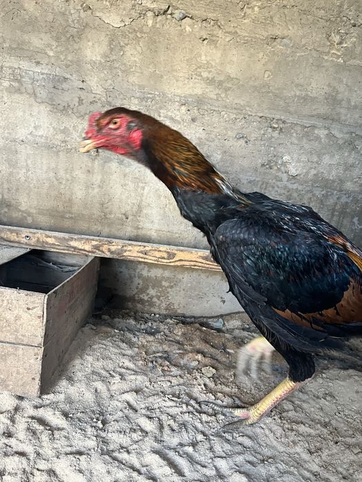 дакан шөже қораз