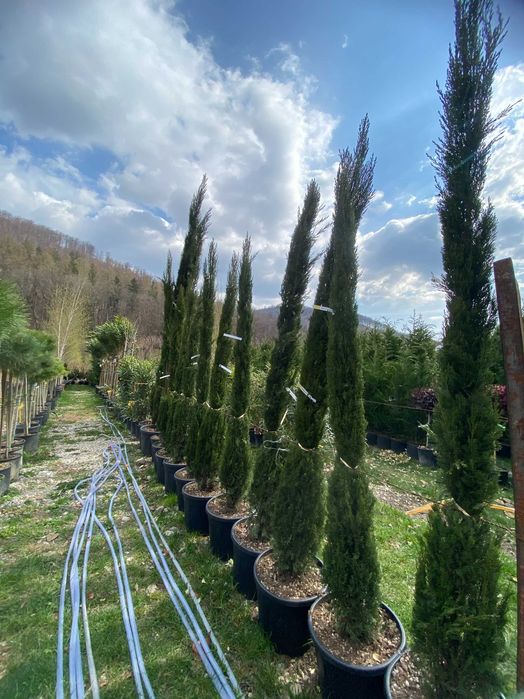 Plante Ornamentale pentru Spatii Verzi