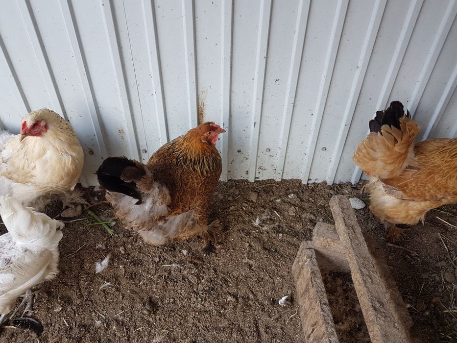Продам кур домашних