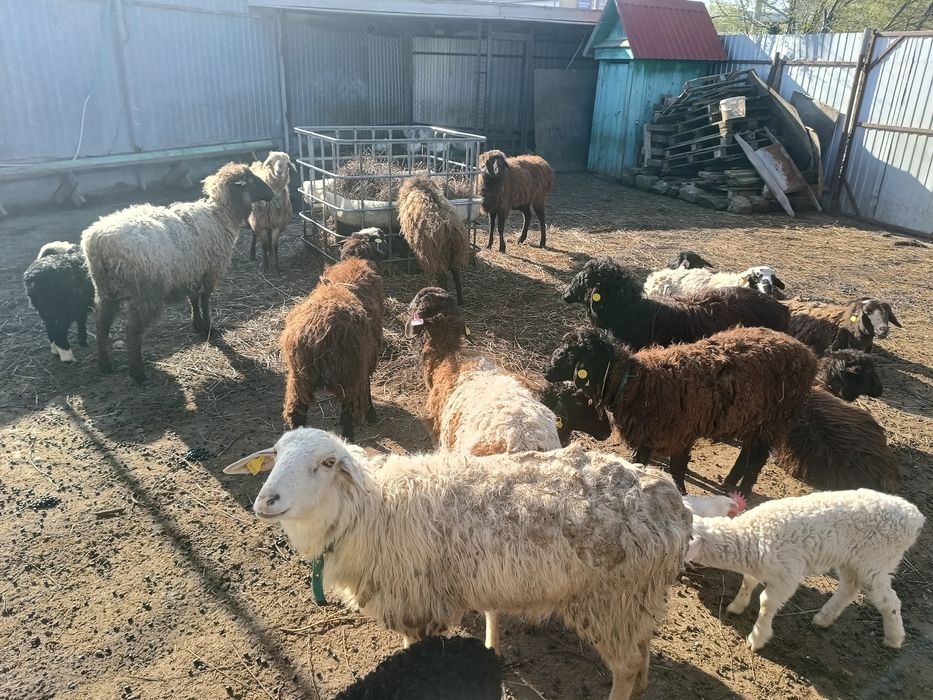 Продам овец  и коз всех вместе.