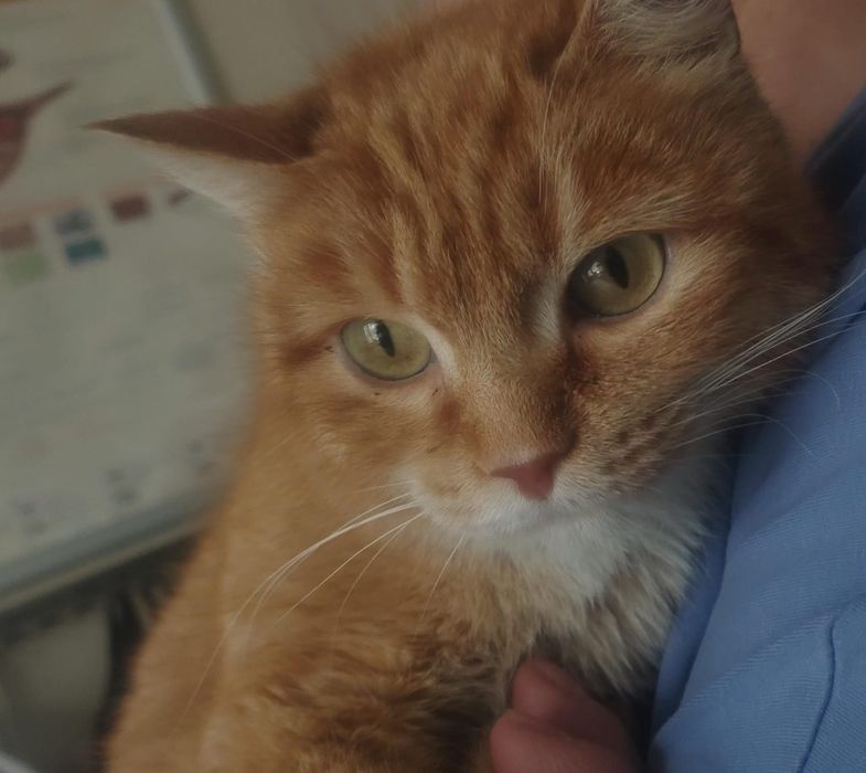 Отдам в добрые руки.