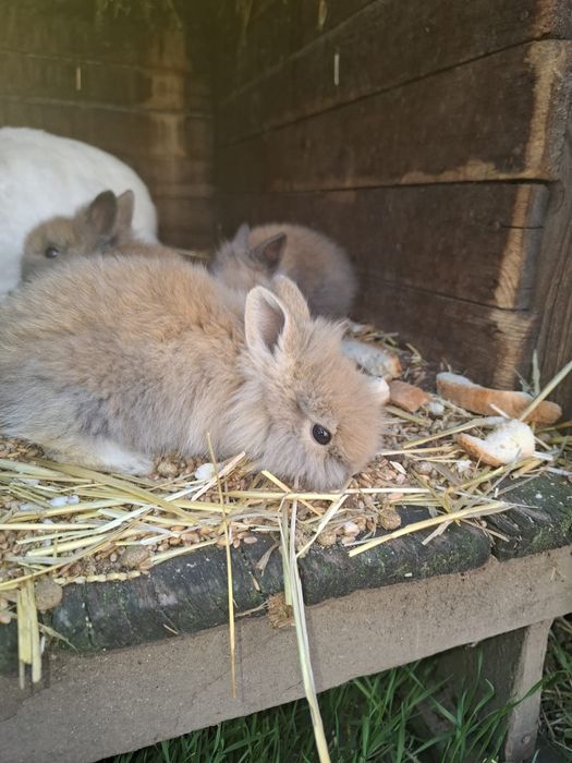 Iepurași cap de leu