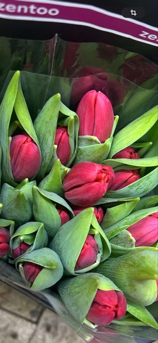 Тюльпаны 600 тенге