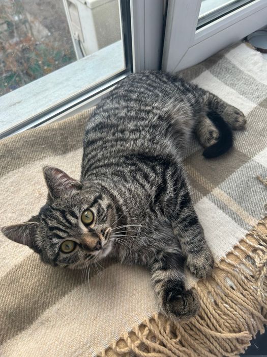 Котята (4 месяца)