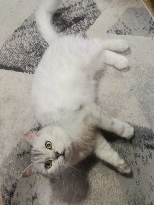 Продам котят Скотиш Страйт