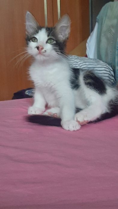 Отдам в добрые руки котят